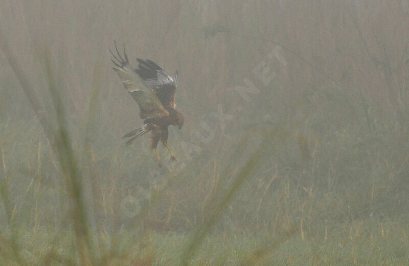 Western Marsh Harrier, fishing/hunting