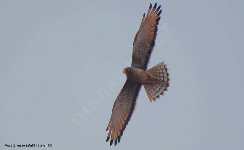 Grasshopper Buzzard