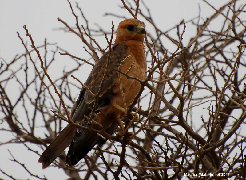 Busautour des sauterellesjuvénile, identification