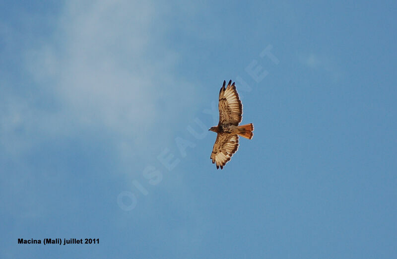 Red-necked Buzzardadult, Flight