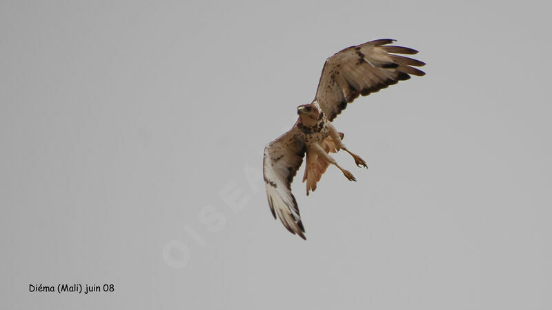 Red-necked Buzzard