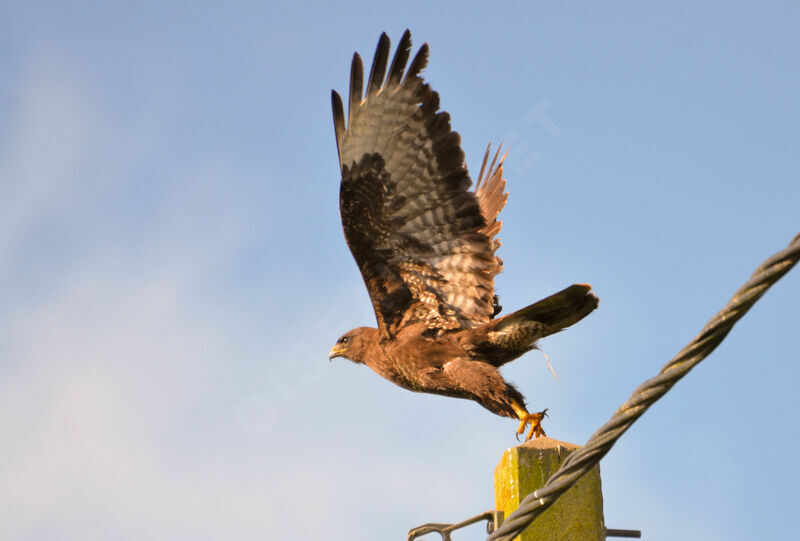 Common Buzzardadult, Flight