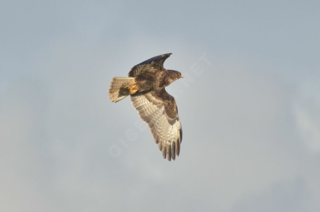 Buse variable