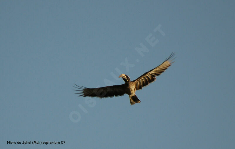 African Grey Hornbill