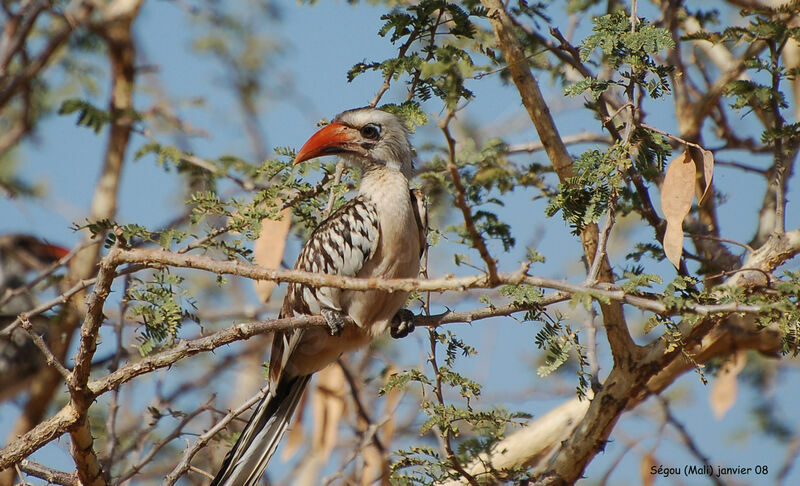 Western Red-billed Hornbilladult