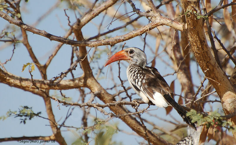 Western Red-billed Hornbilladult