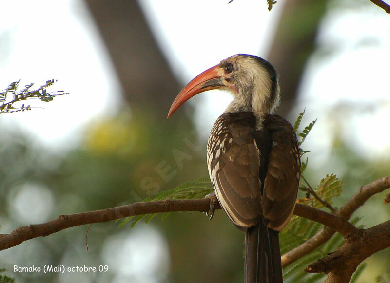 Western Red-billed Hornbilladult, identification