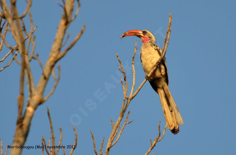 Western Red-billed Hornbilladult