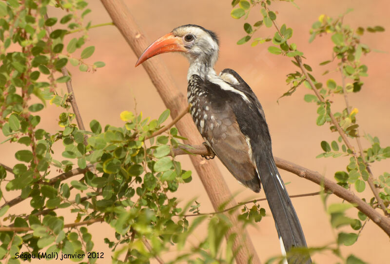 Western Red-billed Hornbilladult