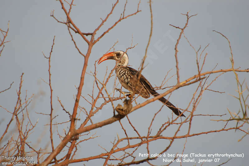 Western Red-billed Hornbill male adult, pigmentation