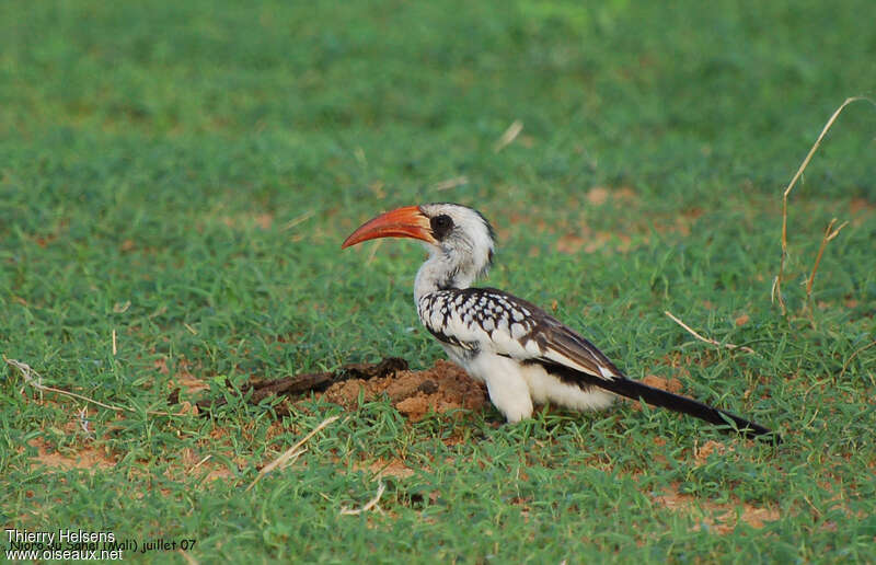 Western Red-billed Hornbill female adult, identification