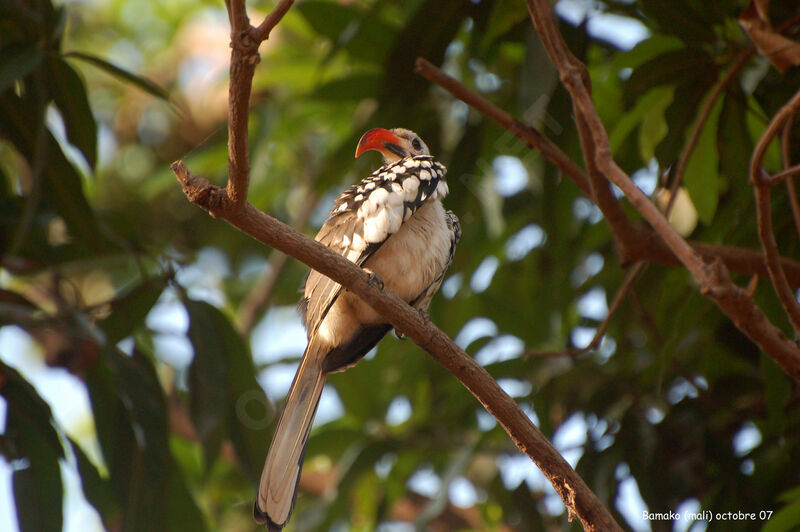 Western Red-billed Hornbilladult