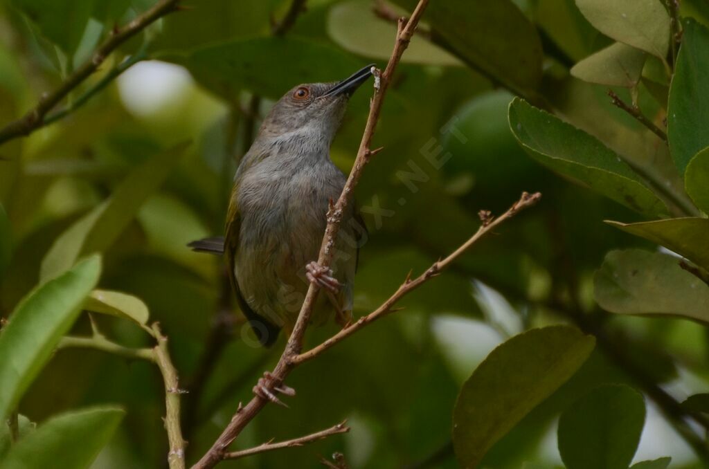 Camaroptère à dos grisadulte, identification