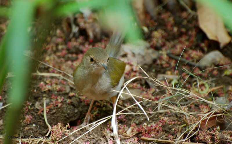 Grey-backed Camaroptera