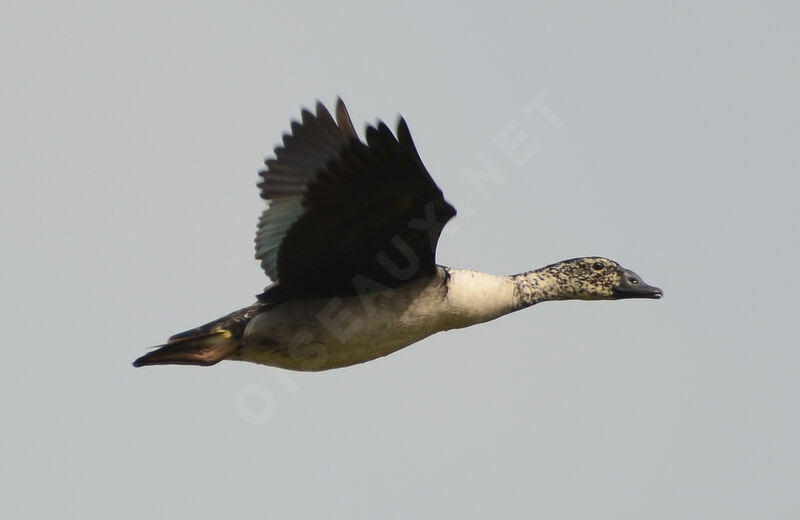 Canard à bosseadulte, Vol