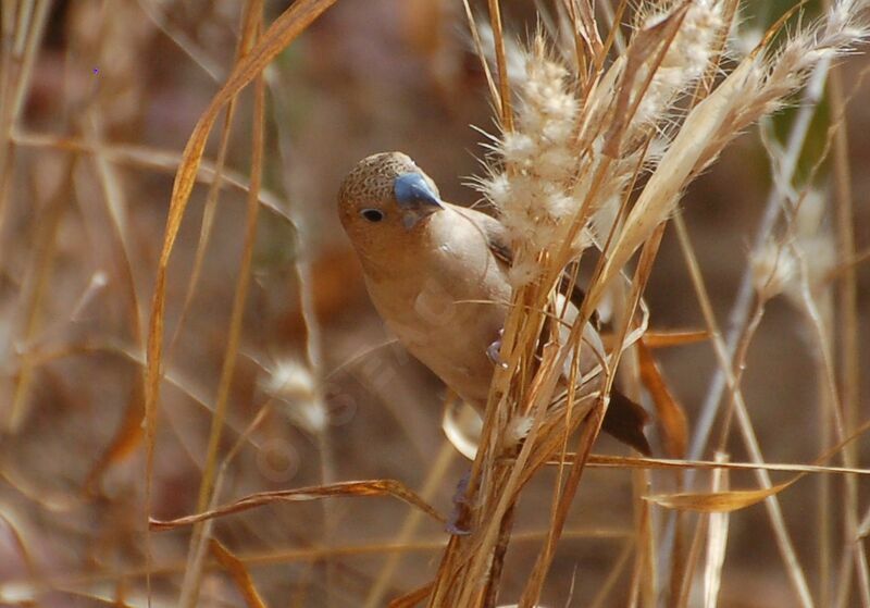 African Silverbilladult, identification