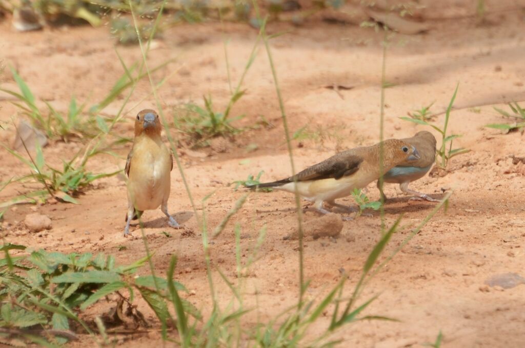 Capucin bec-d'argentadulte, identification