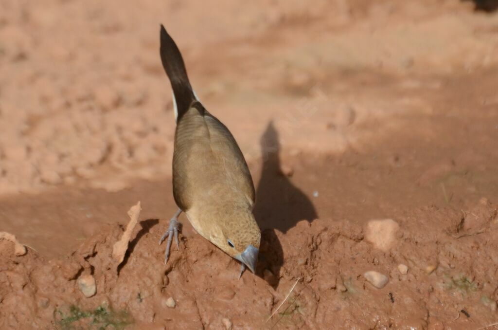 Capucin bec-d'argentadulte, identification
