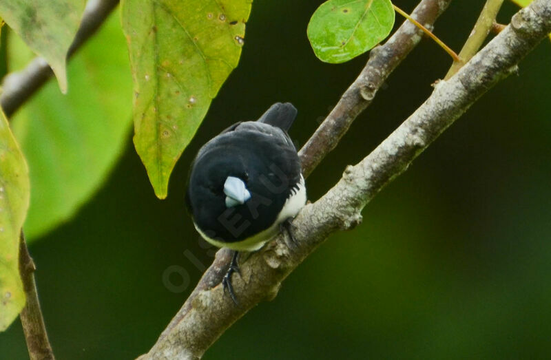 Black-and-white Mannikinadult, identification, aspect