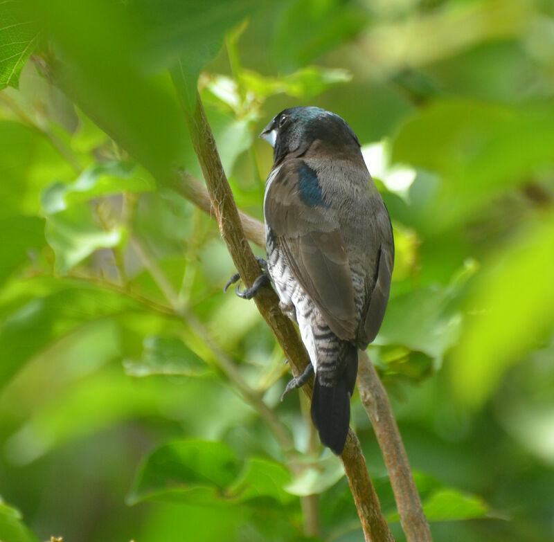 Bronze Mannikinadult, identification