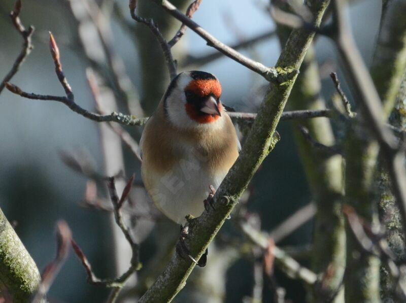 European Goldfinchadult, identification