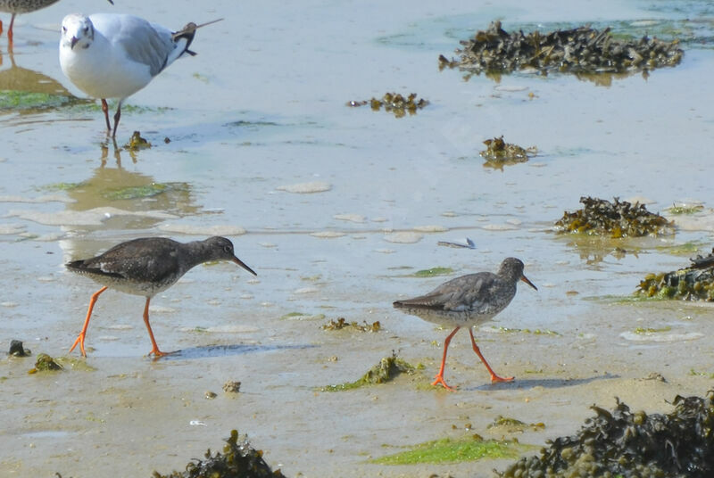 Common Redshank