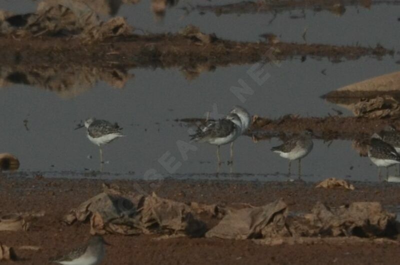 Marsh Sandpiper