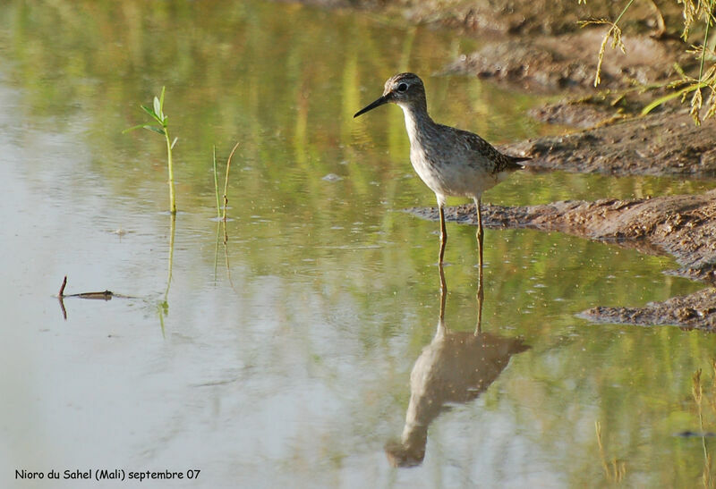 Wood Sandpiper