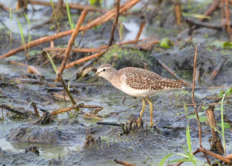 Wood Sandpiperadult