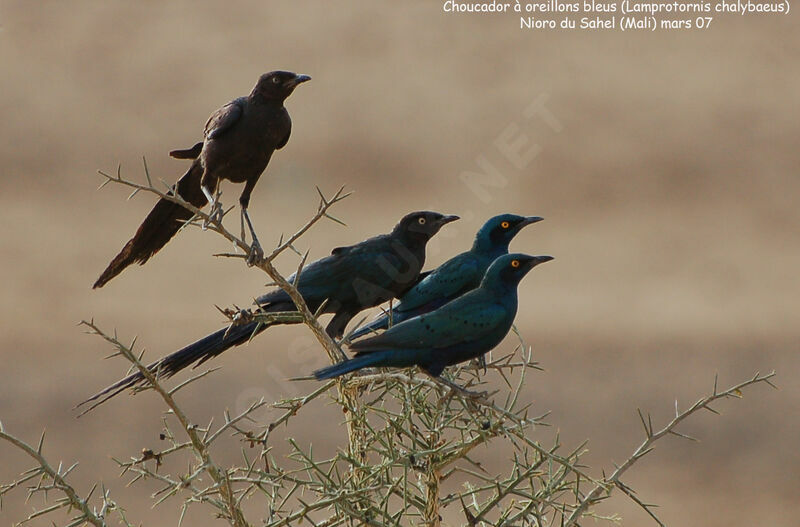 Greater Blue-eared Starling