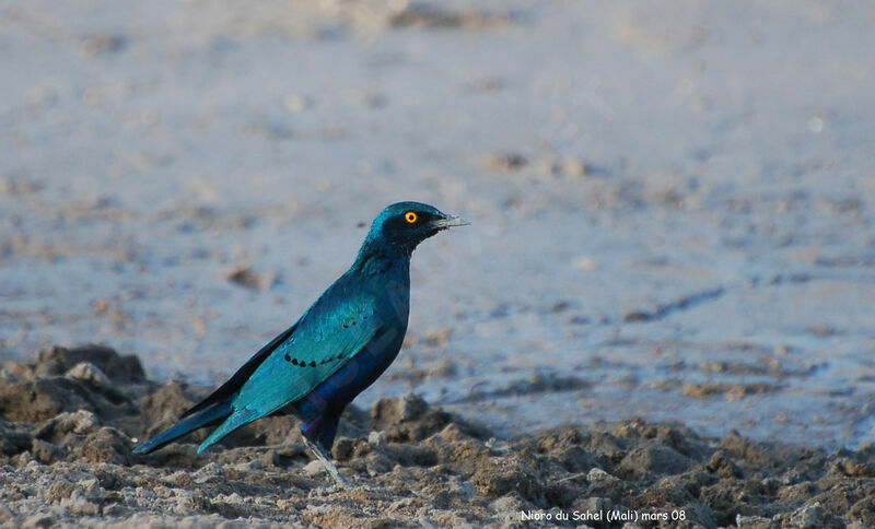 Greater Blue-eared Starling