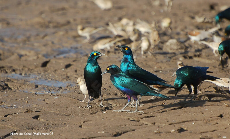 Greater Blue-eared Starling