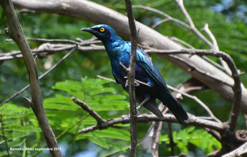 Greater Blue-eared Starling