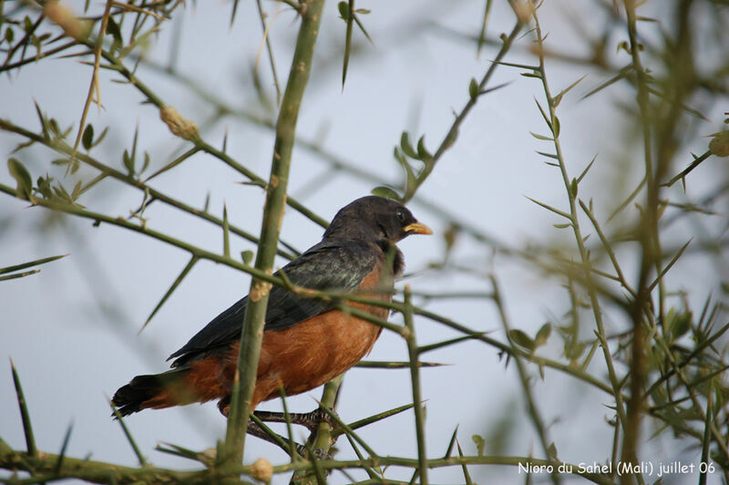 Chestnut-bellied StarlingFirst year