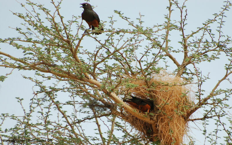 Chestnut-bellied Starling