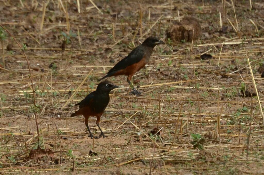 Chestnut-bellied Starlingadult