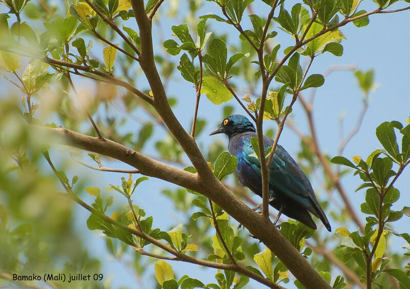 Lesser Blue-eared Starling