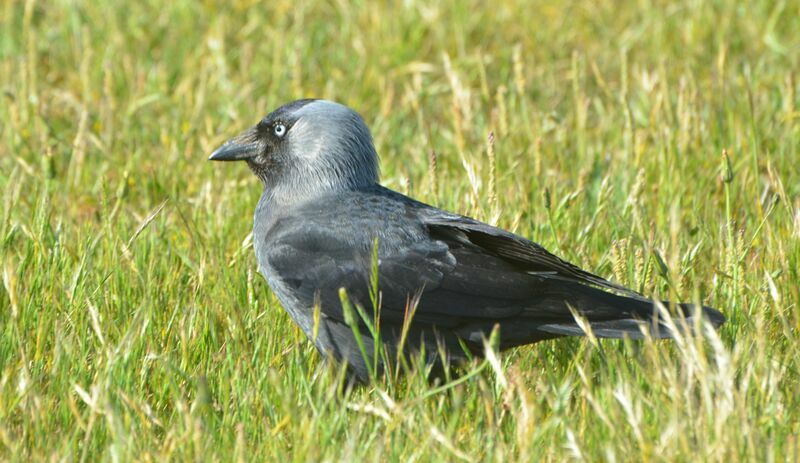 Western Jackdaw male adult, identification