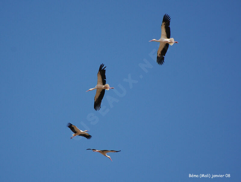 Cigogne blanche