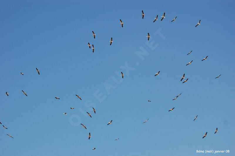 White Stork