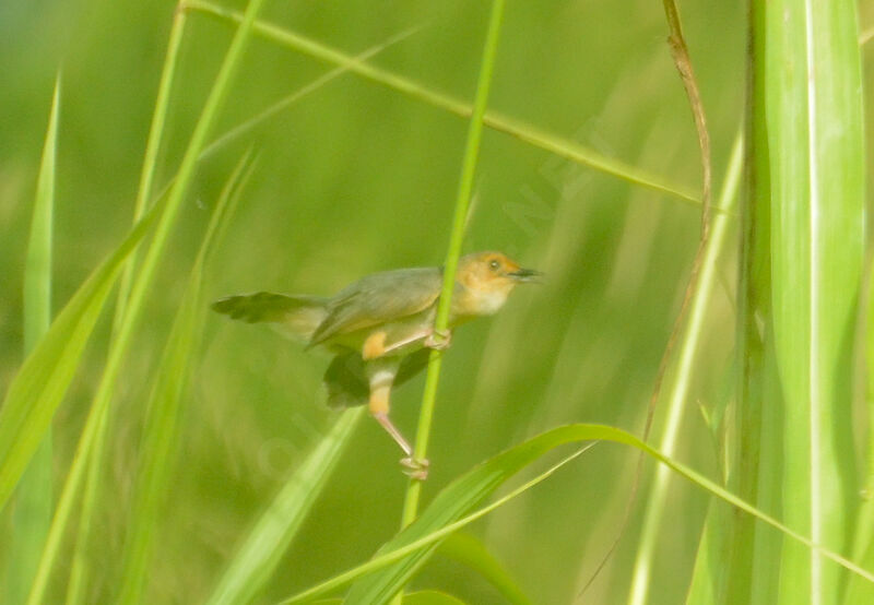 Red-faced Cisticolaadult, identification