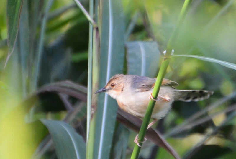 Singing Cisticolaadult, identification