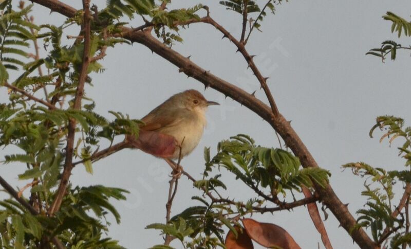 Singing Cisticola