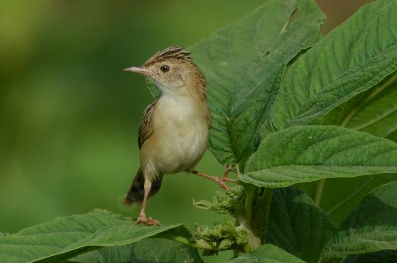 Zitting Cisticolaadult, identification