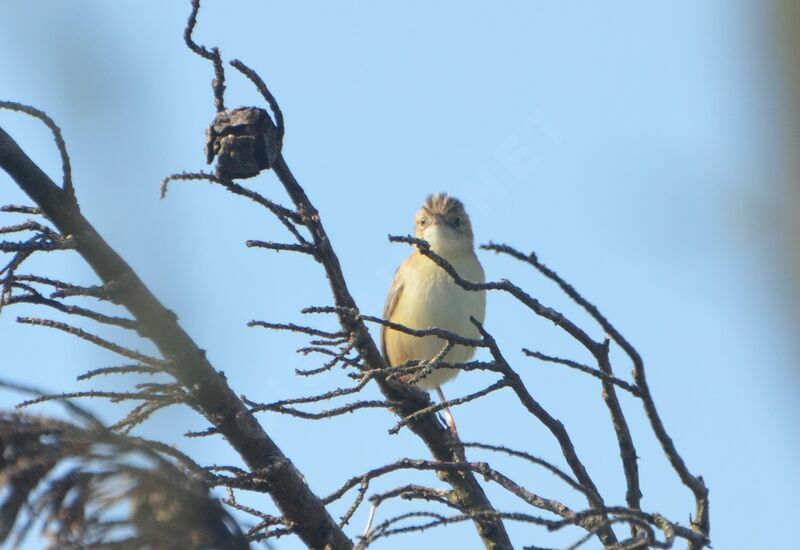 Zitting Cisticola