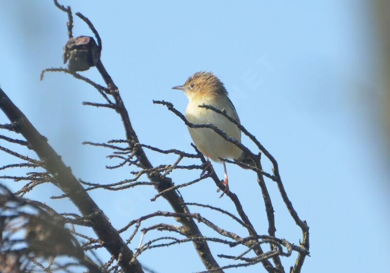 Zitting Cisticola