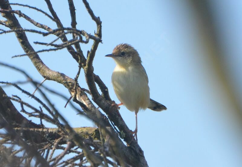 Zitting Cisticola