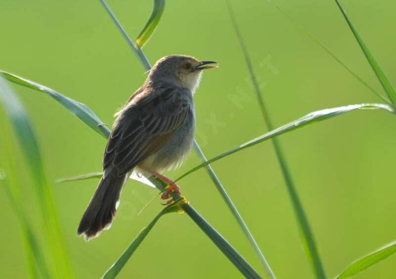 Winding Cisticola, identification