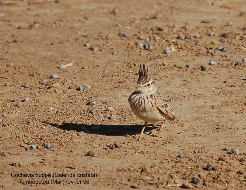 Cochevis huppé