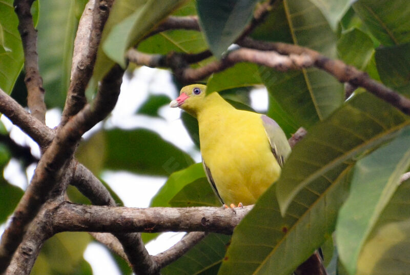 African Green Pigeonadult